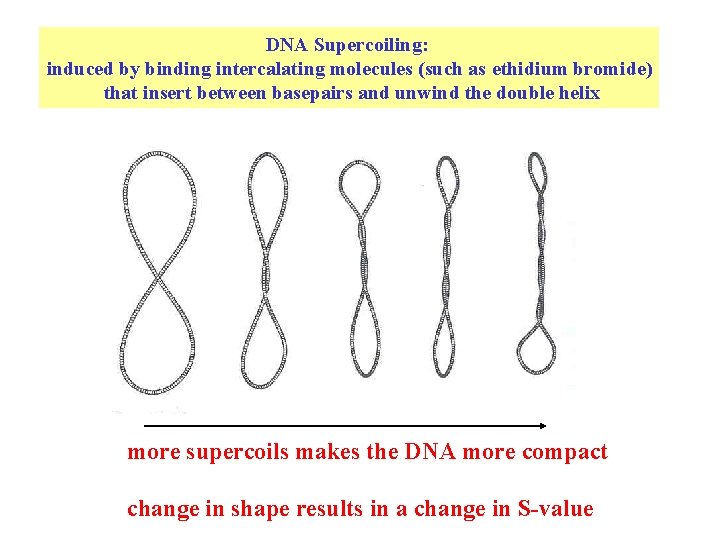 DNA Supercoiling: induced by binding intercalating molecules (such as ethidium bromide) that insert between DNA Supercoiling: induced by binding intercalating molecules (such as ethidium bromide) that insert between