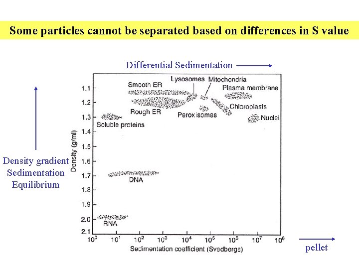 Some particles cannot be separated based on differences in S value Differential Sedimentation Density Some particles cannot be separated based on differences in S value Differential Sedimentation Density