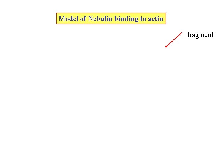 Model of Nebulin binding to actin fragment Model of Nebulin binding to actin fragment