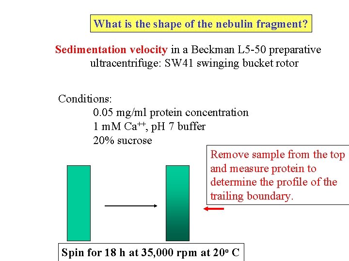 What is the shape of the nebulin fragment? Sedimentation velocity in a Beckman L What is the shape of the nebulin fragment? Sedimentation velocity in a Beckman L