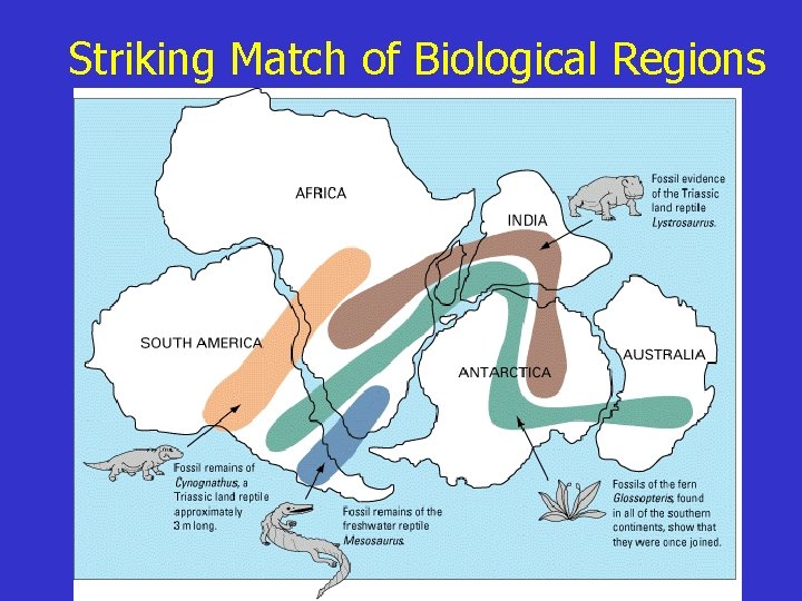 Striking Match of Biological Regions 