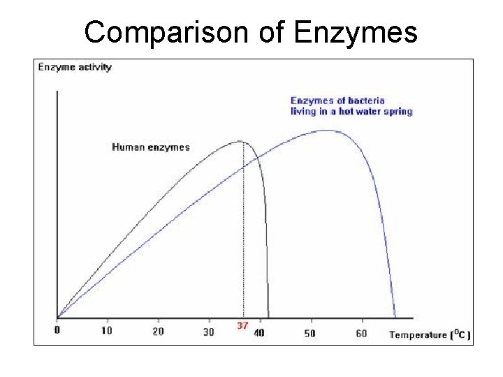 Comparison of Enzymes 
