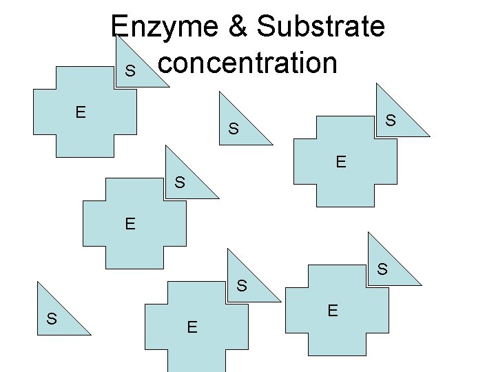 Enzyme & Substrate S concentration E S S S E E 