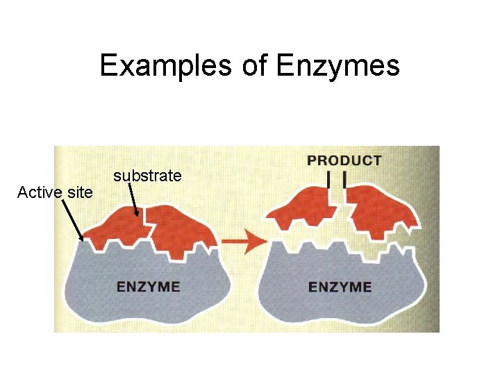 Examples of Enzymes Active site substrate 