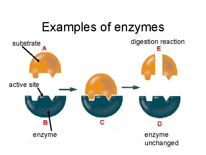 Examples of enzymes substrate digestion reaction active site enzyme unchanged 