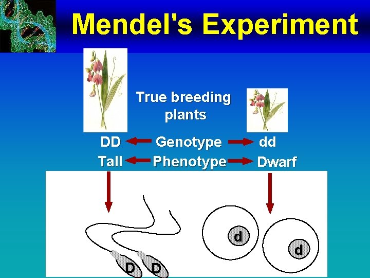 Mendel's Experiment True breeding plants DD Tall Genotype Phenotype dd Dwarf d D D