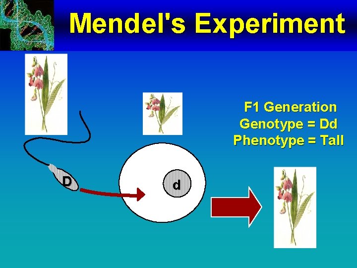 Mendel's Experiment F 1 Generation Genotype = Dd Phenotype = Tall D d 