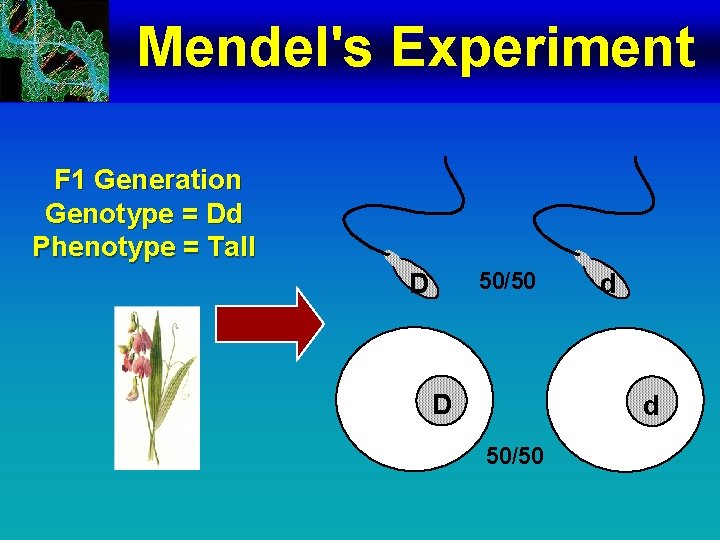 Mendel's Experiment F 1 Generation Genotype = Dd Phenotype = Tall D 50/50 D