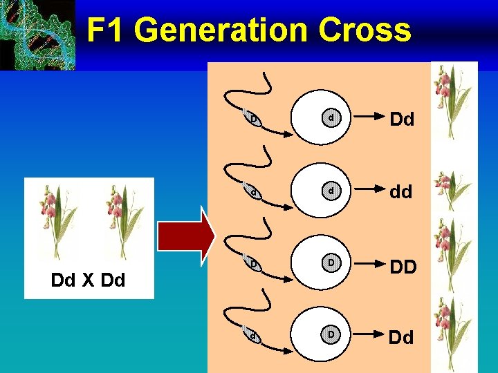 F 1 Generation Cross Dd X Dd D d Dd d d dd D