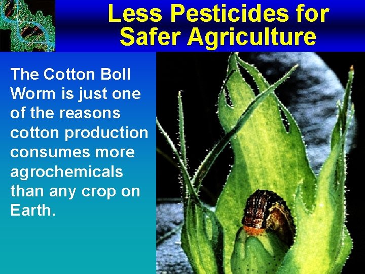 Less Pesticides for Safer Agriculture The Cotton Boll Worm is just one of the