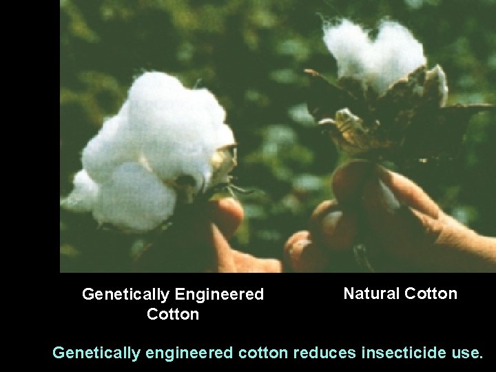 Genetically Engineered Cotton Natural Cotton Genetically engineered cotton reduces insecticide use. 