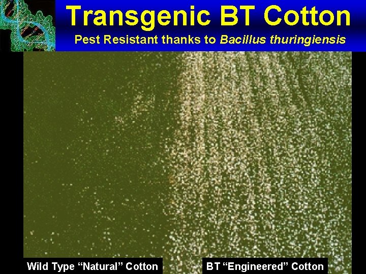 Transgenic BT Cotton Pest Resistant thanks to Bacillus thuringiensis Wild Type “Natural” Cotton BT