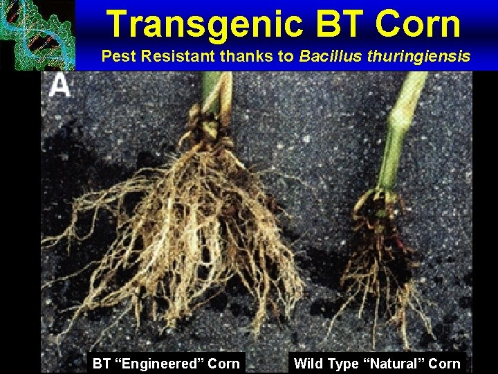 Transgenic BT Corn Pest Resistant thanks to Bacillus thuringiensis BT “Engineered” Corn Wild Type