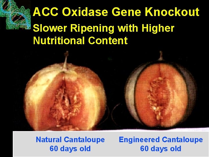 ACC Oxidase Gene Knockout Slower Ripening with Higher Nutritional Content Natural Cantaloupe 60 days