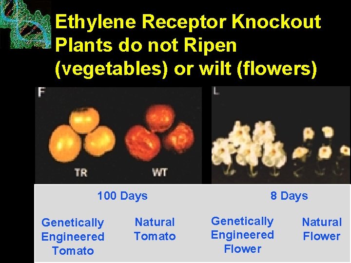 Ethylene Receptor Knockout Plants do not Ripen (vegetables) or wilt (flowers) 100 Days Genetically