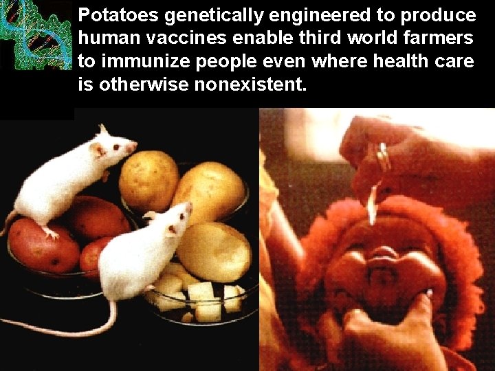 Potatoes genetically engineered to produce human vaccines enable third world farmers to immunize people
