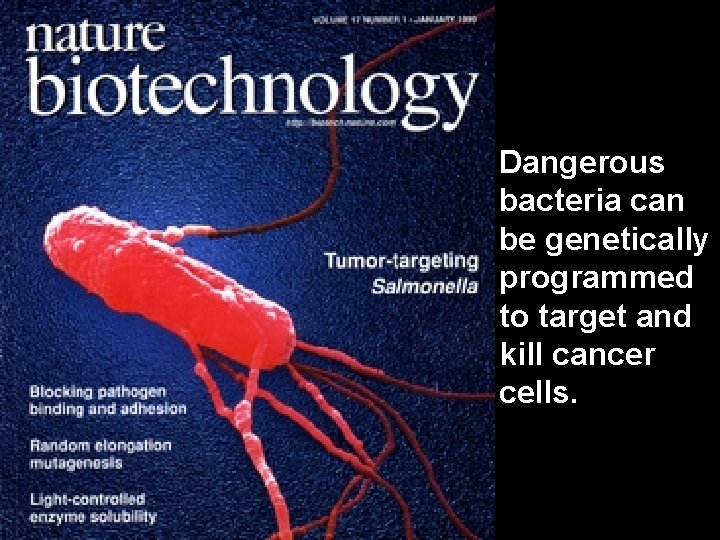 Dangerous bacteria can be genetically programmed to target and kill cancer cells. 