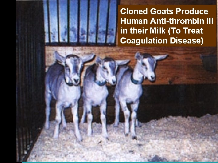 Cloned Goats Produce Human Anti-thrombin III in their Milk (To Treat Coagulation Disease) 