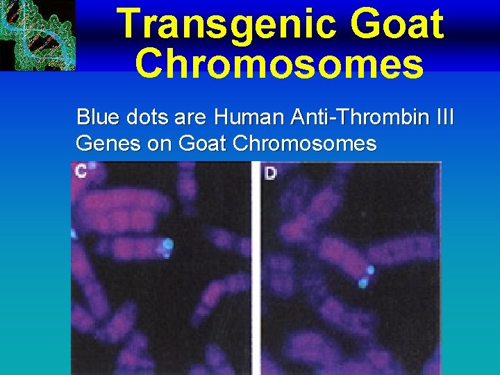 Transgenic Goat Chromosomes Blue dots are Human Anti-Thrombin III Genes on Goat Chromosomes 