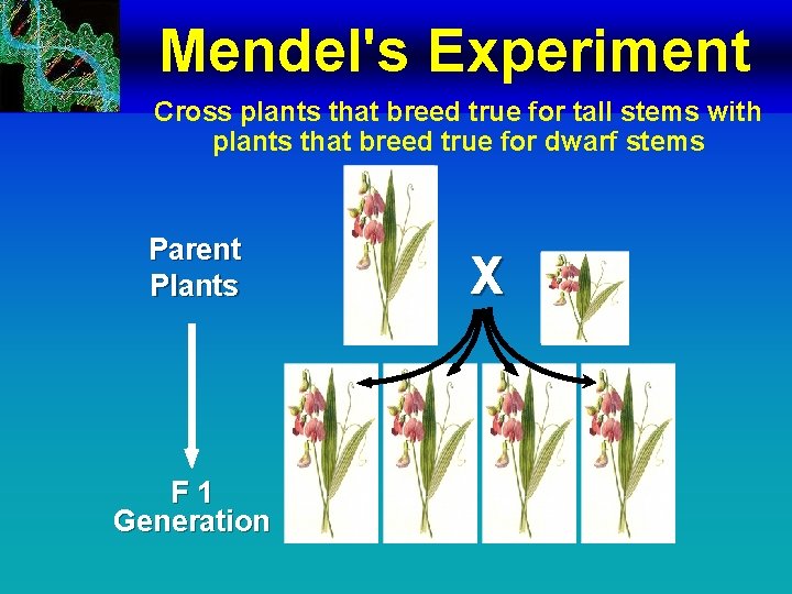 Mendel's Experiment Cross plants that breed true for tall stems with plants that breed