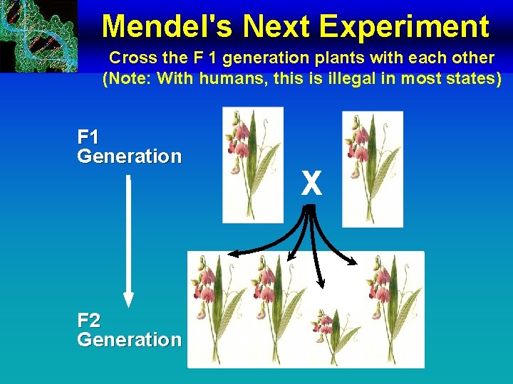 Mendel's Next Experiment Cross the F 1 generation plants with each other (Note: With