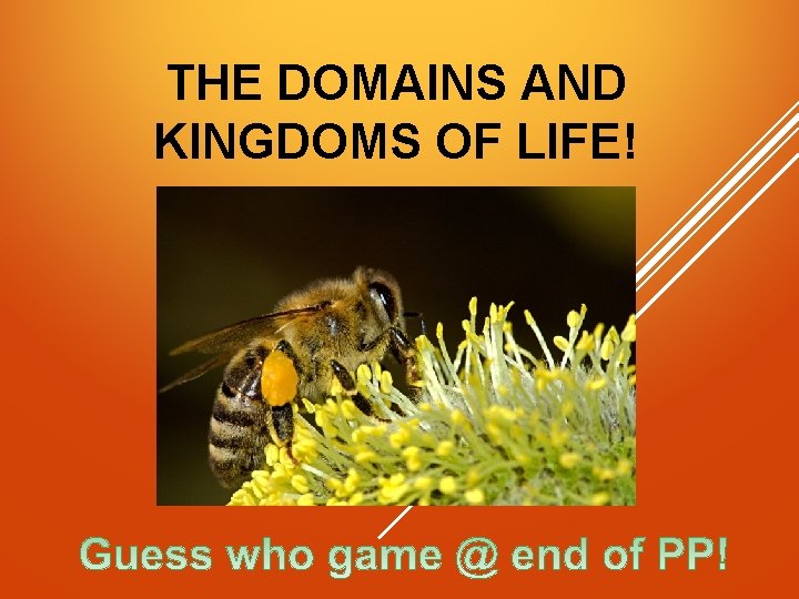 THE DOMAINS AND KINGDOMS OF LIFE! 