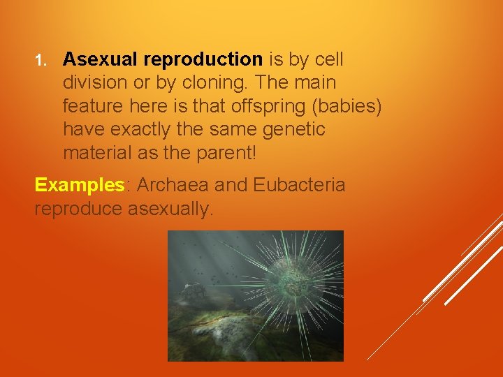 1. Asexual reproduction is by cell division or by cloning. The main feature here