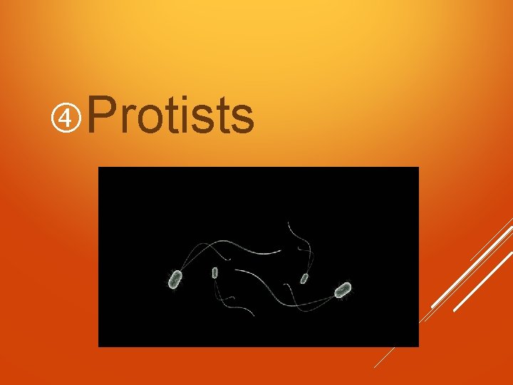  Protists 