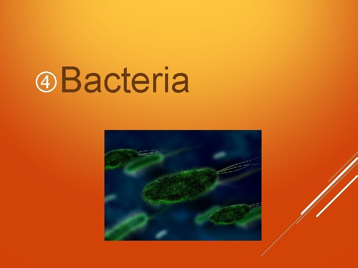  Bacteria 