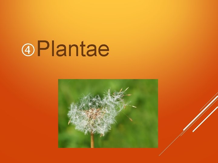  Plantae 