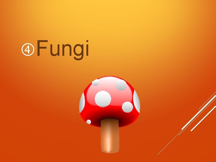  Fungi 