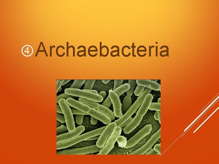  Archaebacteria 