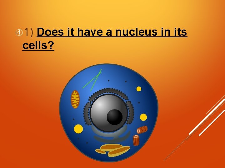  1) Does it have a nucleus in its cells? 