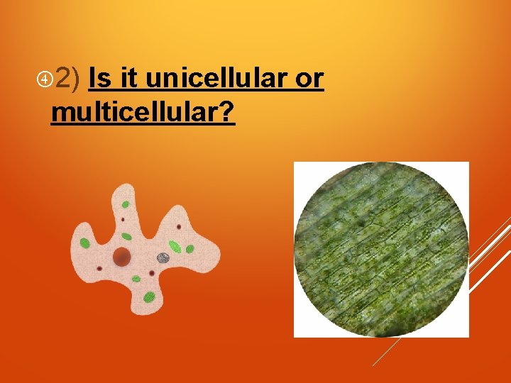  2) Is it unicellular or multicellular? 