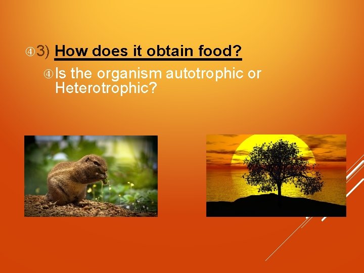  3) How does it obtain food? Is the organism autotrophic or Heterotrophic? 