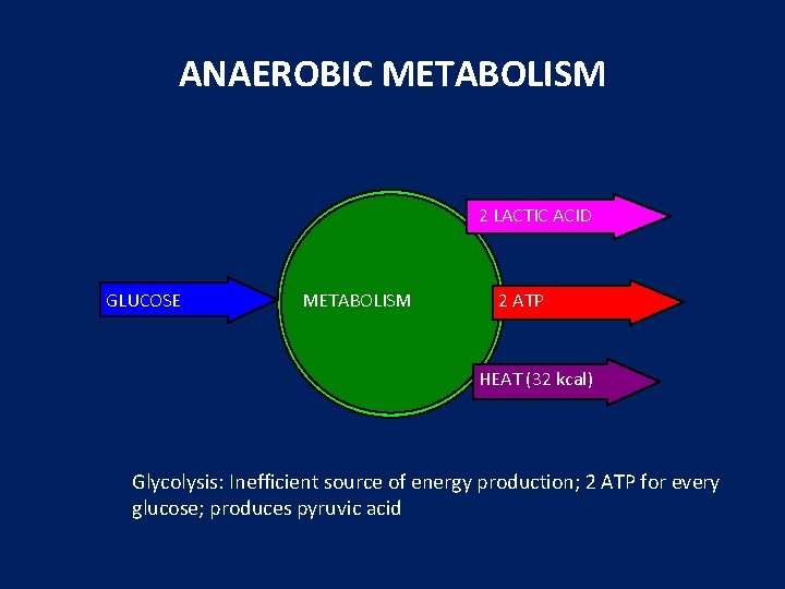 ANAEROBIC METABOLISM 2 LACTIC ACID GLUCOSE METABOLISM 2 ATP HEAT (32 kcal) Glycolysis: Inefficient