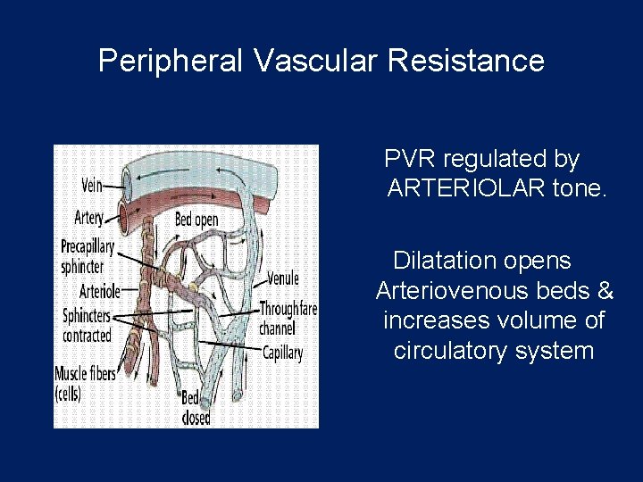Peripheral Vascular Resistance PVR regulated by ARTERIOLAR tone. Dilatation opens Arteriovenous beds & increases
