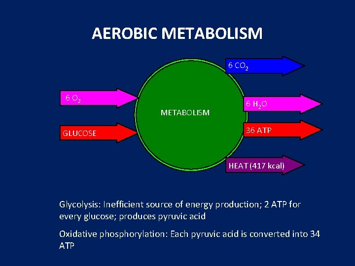 AEROBIC METABOLISM 6 CO 2 6 O 2 METABOLISM GLUCOSE 6 H 2 O