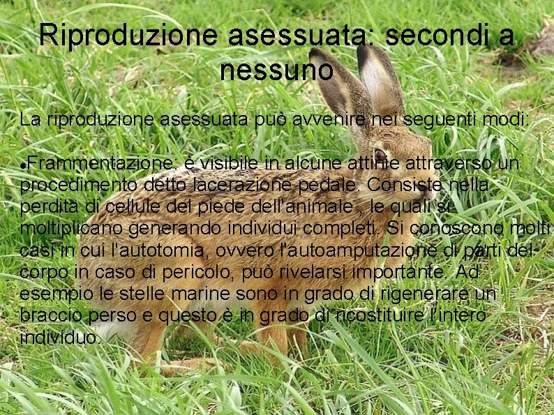 Riproduzione asessuata: secondi a nessuno La riproduzione asessuata può avvenire nei seguenti modi: Frammentazione: