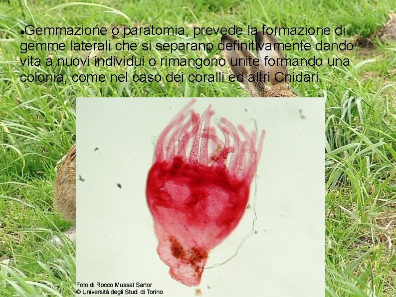 Gemmazione o paratomia; prevede la formazione di gemme laterali che si separano definitivamente dando