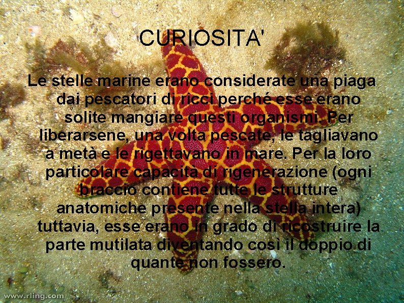 CURIOSITA' Le stelle marine erano considerate una piaga dai pescatori di ricci perché esse