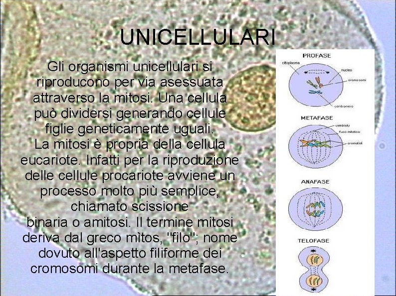 UNICELLULARI Gli organismi unicellulari si riproducono per via asessuata attraverso la mitosi. Una cellula