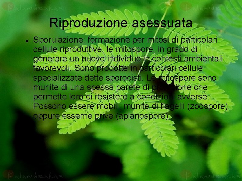 Riproduzione asessuata Sporulazione: formazione per mitosi di particolari cellule riproduttive, le mitospore, in grado