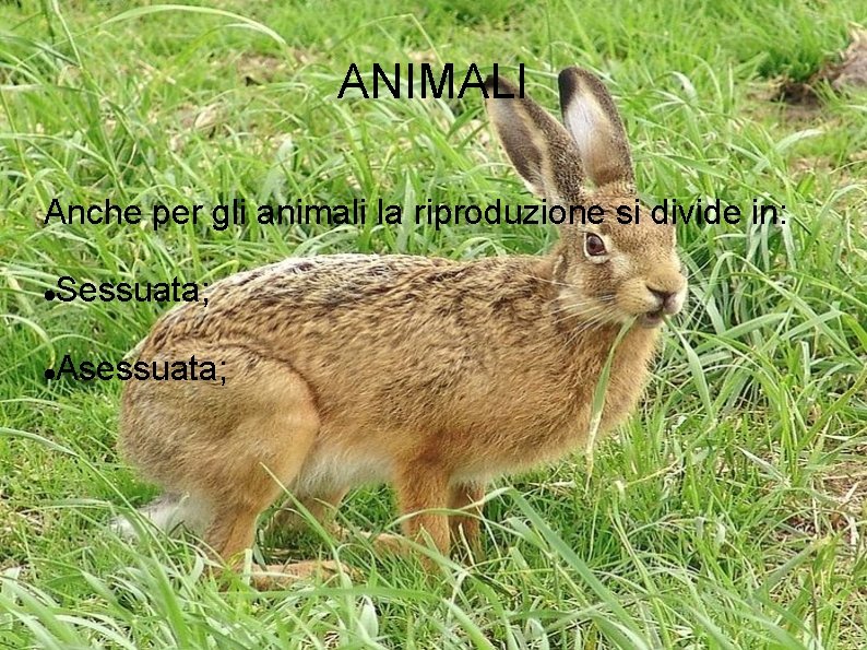 ANIMALI Anche per gli animali la riproduzione si divide in: Sessuata; Asessuata; 