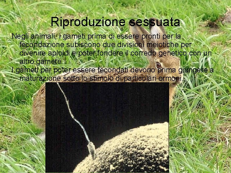 Riproduzione sessuata Negli animali, i gameti prima di essere pronti per la fecondazione subiscono