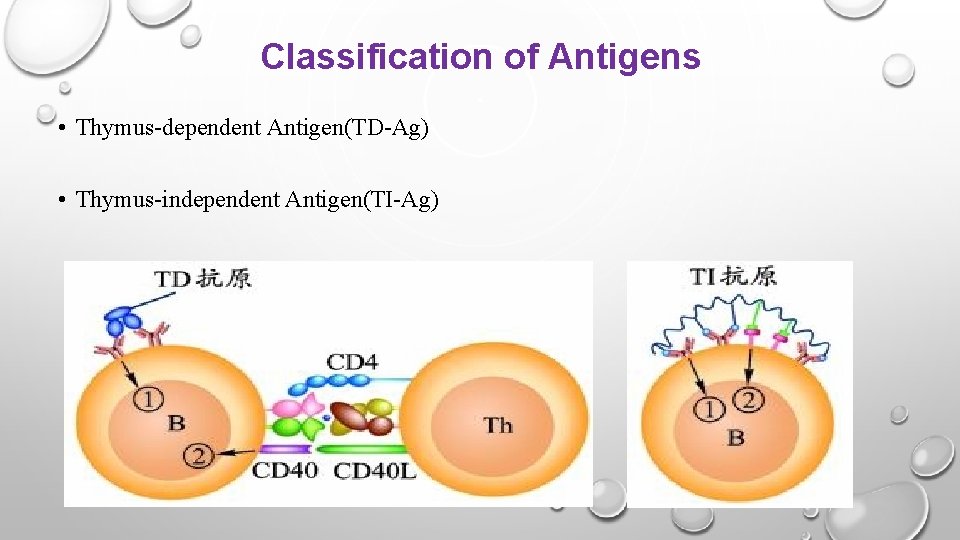 Classification of Antigens • Thymus-dependent Antigen(TD-Ag) • Thymus-independent Antigen(TI-Ag) 