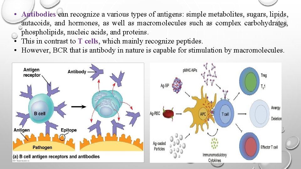  • Antibodies can recognize a various types of antigens: simple metabolites, sugars, lipids,