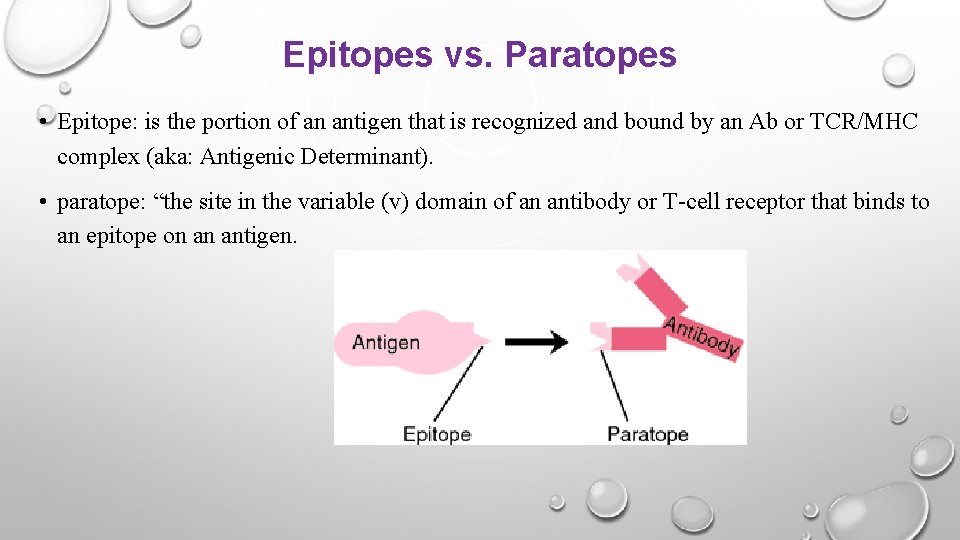 Epitopes vs. Paratopes • Epitope: is the portion of an antigen that is recognized