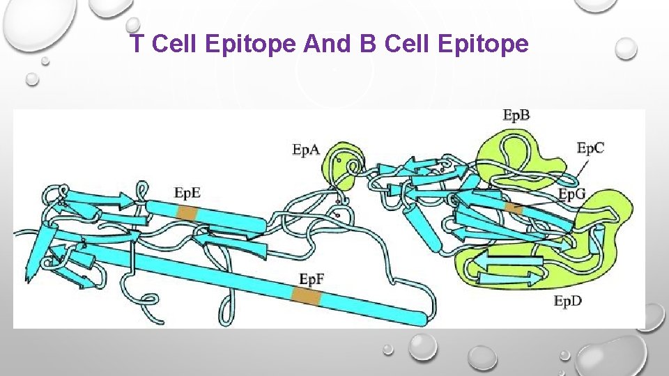 T Cell Epitope And B Cell Epitope 