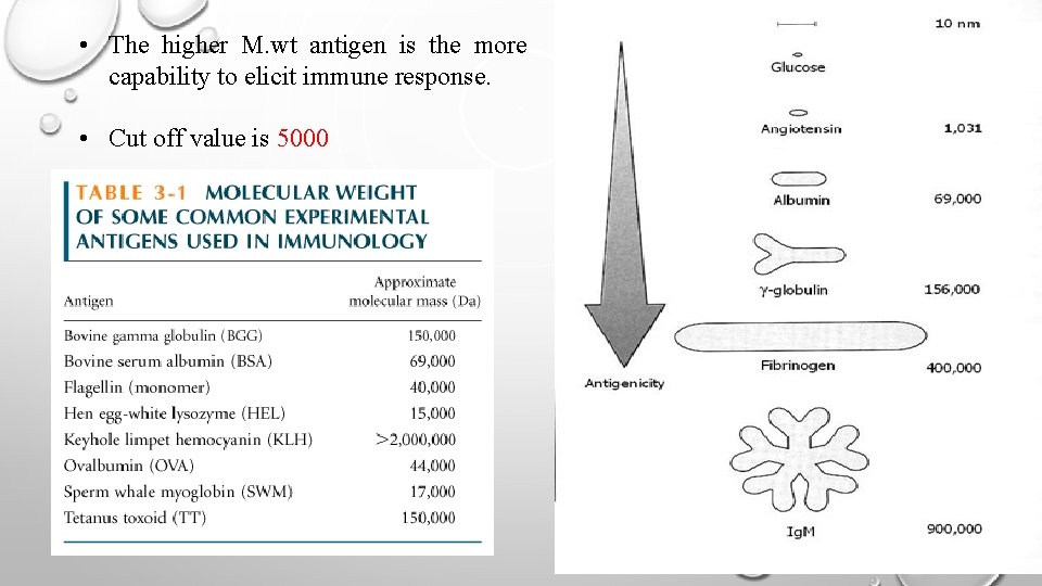  • The higher M. wt antigen is the more capability to elicit immune